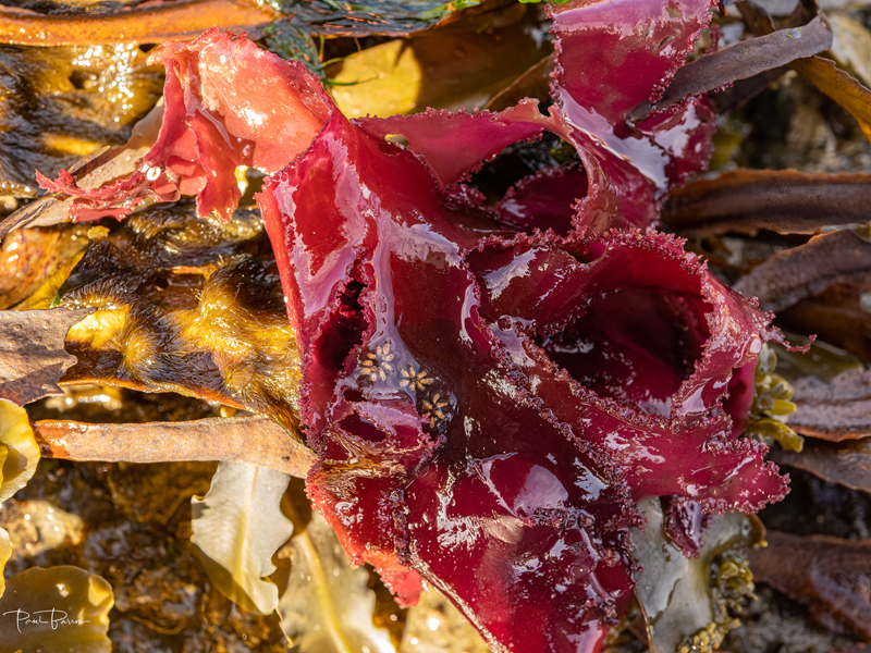 Colonial Sea Squirt (Botryllus schlosseri) 1 